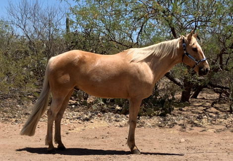 HorseID: 2296338 MPH Smokin Hot Spark - PhotoID: 1076505