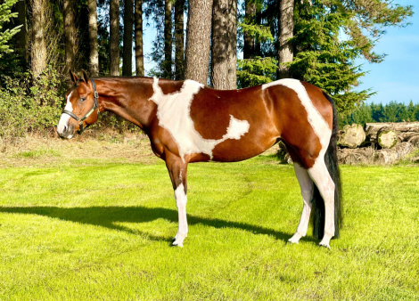 HorseID: 2296340 Jane Simone - PhotoID: 1076520