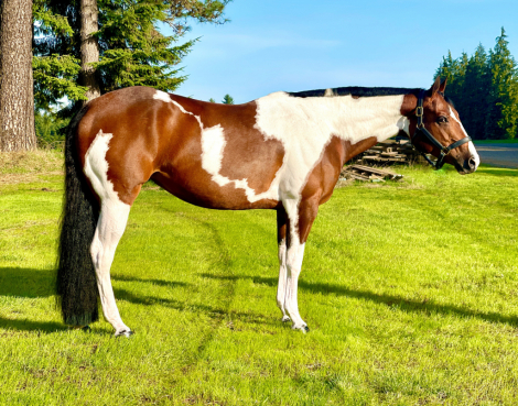 HorseID: 2296340 Jane Simone - PhotoID: 1076521