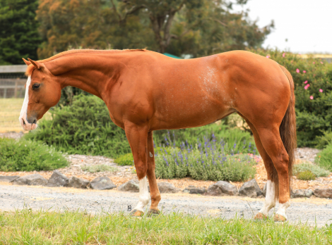 HorseID: 2296341 Look Again Mister - PhotoID: 1076522