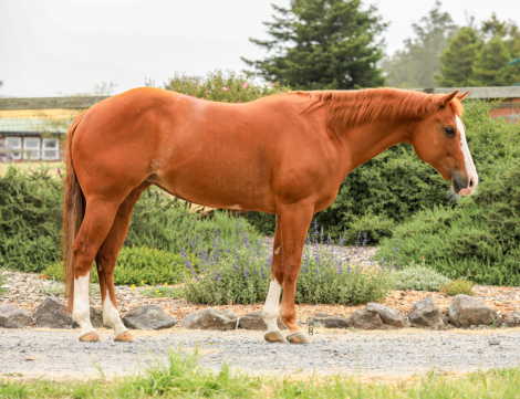 HorseID: 2296341 Look Again Mister - PhotoID: 1076523