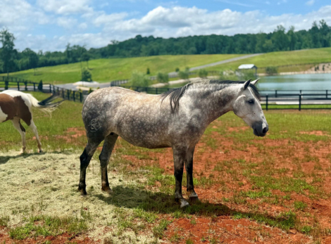 HorseID: 2296369 EVERLY RT - PhotoID: 1076555