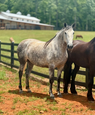 HorseID: 2296369 EVERLY RT - PhotoID: 1076556