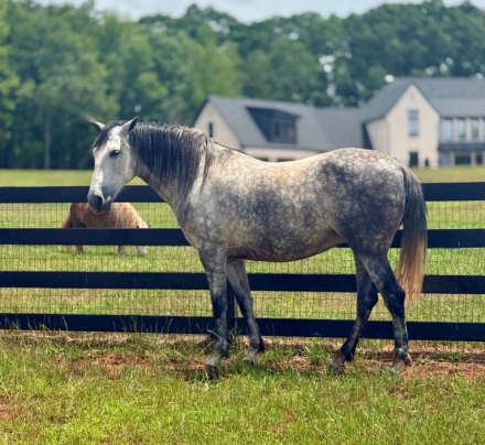 HorseID: 2296369 EVERLY RT - PhotoID: 1076557