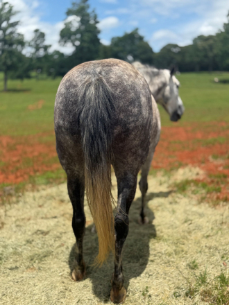 HorseID: 2296369 EVERLY RT - PhotoID: 1076558