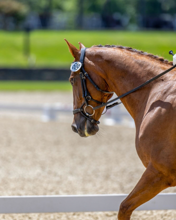 HorseID: 2296373 Tosca Terra - PhotoID: 1076563