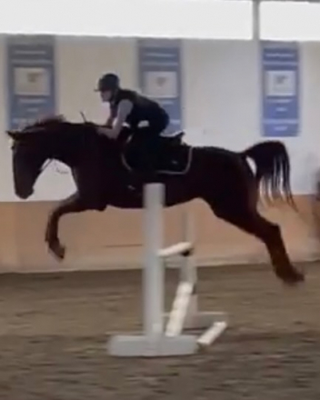 HorseID: 2296373 Tosca Terra - PhotoID: 1076567