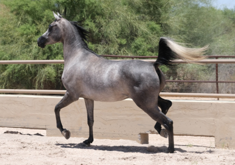 HorseID: 2296374 Pheme - PhotoID: 1076594