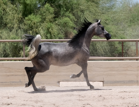 HorseID: 2296374 Pheme - PhotoID: 1076595