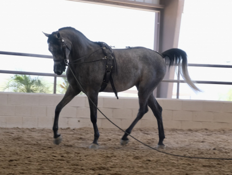 HorseID: 2296374 Pheme - PhotoID: 1076596