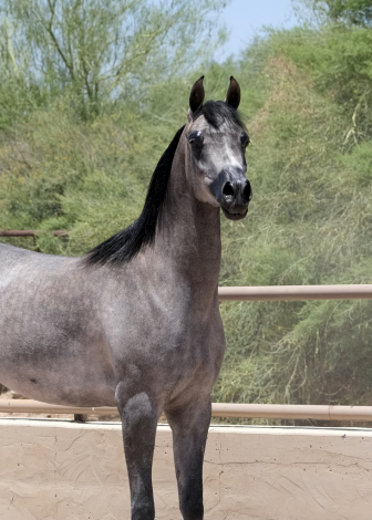 HorseID: 2296374 Pheme - PhotoID: 1076597