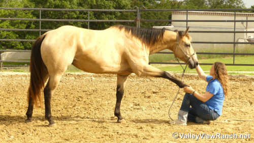 HorseID: 2296400 Barbies Bobcat - PhotoID: 1076631