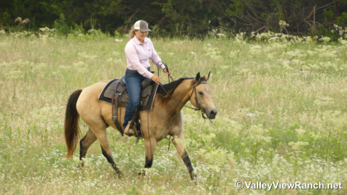 HorseID: 2296400 Barbies Bobcat - PhotoID: 1076632