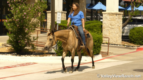 HorseID: 2296400 Barbies Bobcat - PhotoID: 1076633