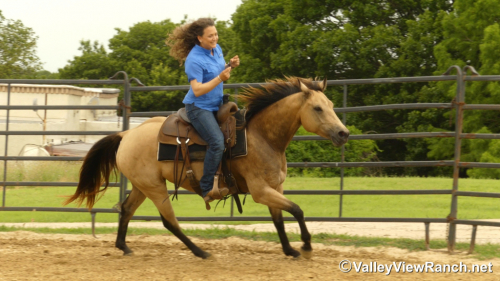 HorseID: 2296400 Barbies Bobcat - PhotoID: 1076634