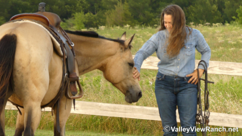HorseID: 2296400 Barbies Bobcat - PhotoID: 1076635