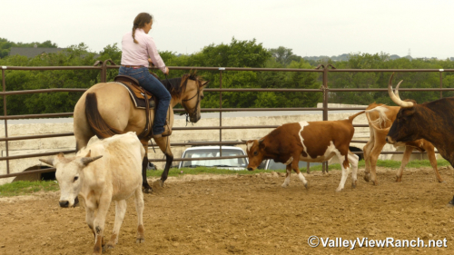 HorseID: 2296400 Barbies Bobcat - PhotoID: 1076636