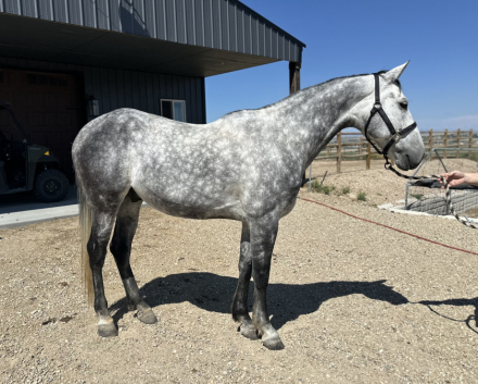 HorseID: 2296404 Stoney - PhotoID: 1076639