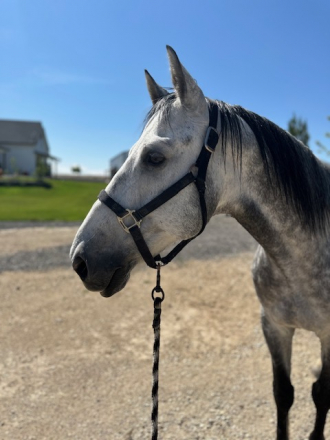 HorseID: 2296404 Stoney - PhotoID: 1076640