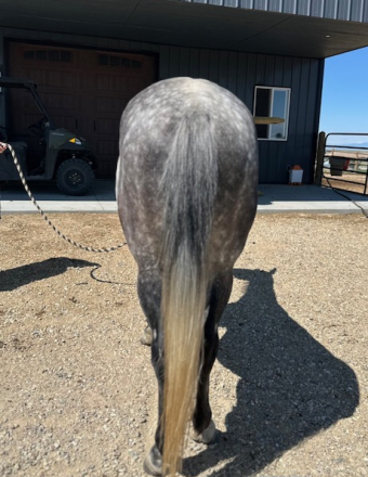 HorseID: 2296404 Stoney - PhotoID: 1076641