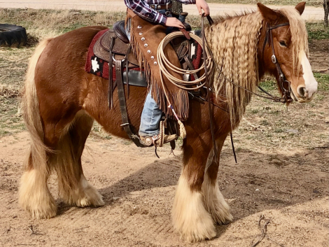 HorseID: 2296437 Little Red Riding Horse - PhotoID: 1076681