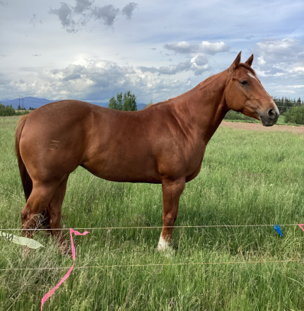 HorseID: 2296471 TS SHAKEM N BREAKEM - PhotoID: 1076726