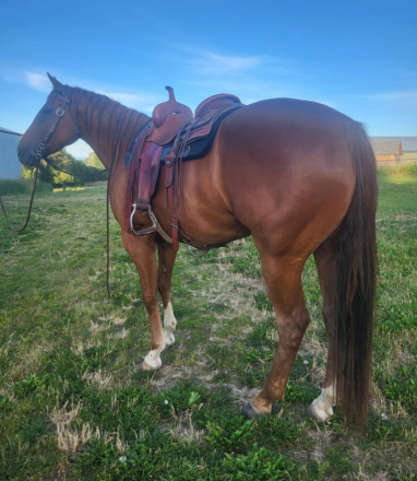 HorseID: 2296471 TS SHAKEM N BREAKEM - PhotoID: 1076727