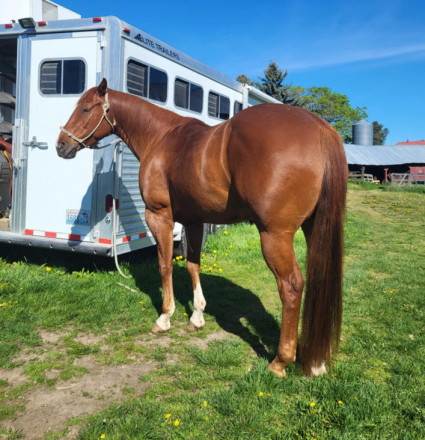 HorseID: 2296471 TS SHAKEM N BREAKEM - PhotoID: 1076728