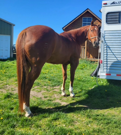 HorseID: 2296471 TS SHAKEM N BREAKEM - PhotoID: 1076729