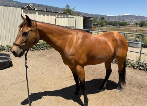 HorseID: 2296504 Sunny Raygun - PhotoID: 1076757