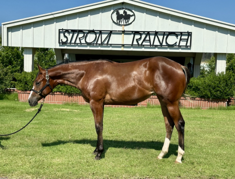 HorseID: 2296506 Face It Im Fabulous - PhotoID: 1076760