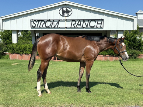 HorseID: 2296506 Face It Im Fabulous - PhotoID: 1076761