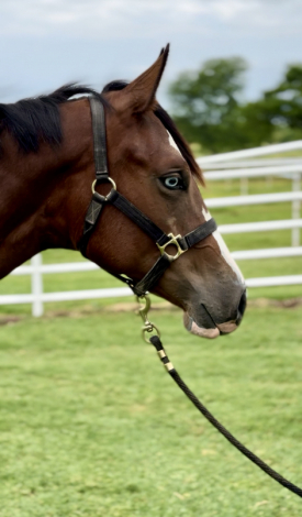 HorseID: 2296506 Face It Im Fabulous - PhotoID: 1076762