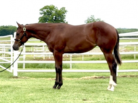 HorseID: 2296506 Face It Im Fabulous - PhotoID: 1076763