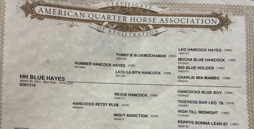 HorseID: 2296543 HH Blue Hayes - PhotoID: 1076818