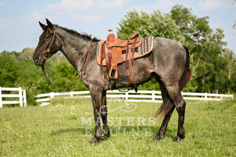 HorseID: 2296569 Curly - PhotoID: 1076839