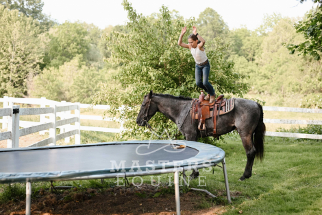 HorseID: 2296569 Curly - PhotoID: 1076840