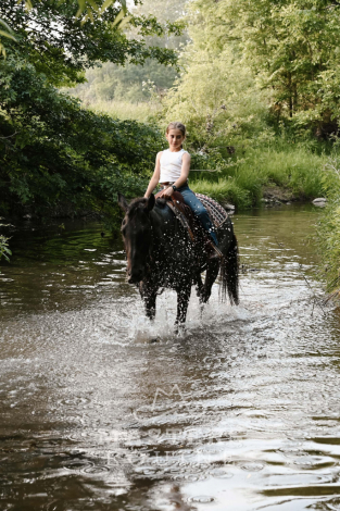 HorseID: 2296569 Curly - PhotoID: 1076841