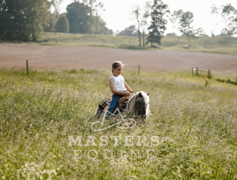 HorseID: 2296571 Stomper - PhotoID: 1076844