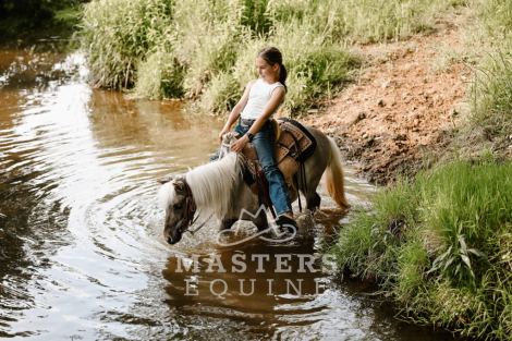 HorseID: 2296571 Stomper - PhotoID: 1076845