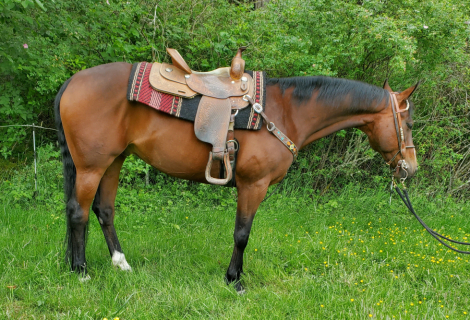 HorseID: 2296615 Joaquin of DDR - PhotoID: 1076874