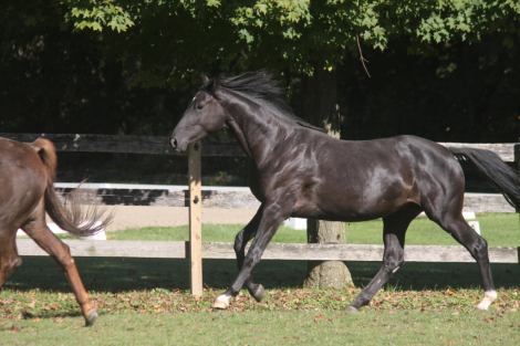 HorseID: 2296637 Silouette - PhotoID: 1076886