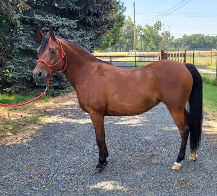 HorseID: 2296705 Glorys Finale Star - PhotoID: 1076941