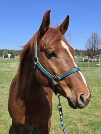 HorseID: 2296714 DBL SHOT OF FIREBALL - PhotoID: 1076964