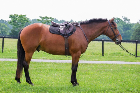 HorseID: 2296724 Moorland Briar - PhotoID: 1077016