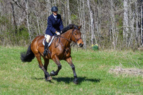 HorseID: 2296724 Moorland Briar - PhotoID: 1077017