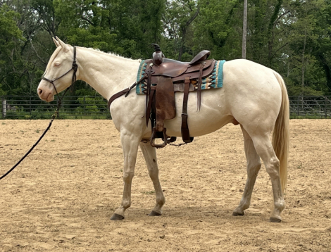 HorseID: 2296726 Mello - PhotoID: 1077025