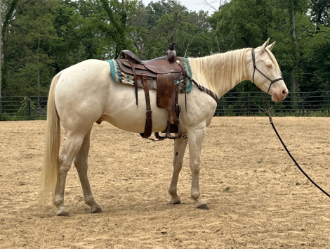 HorseID: 2296726 Mello - PhotoID: 1077026