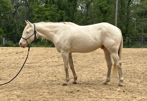 HorseID: 2296726 Mello - PhotoID: 1077027