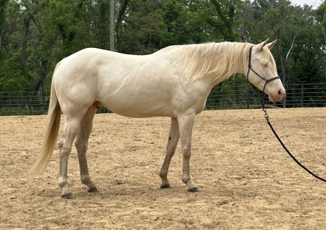 HorseID: 2296726 Mello - PhotoID: 1077028